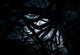 Scary Dark Scenery Wall Decal