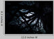 Scary Dark Scenery Wall Decal