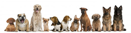 Group Dogs Sitting against Wall Decal