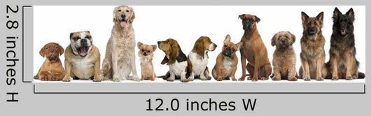 Group Dogs Sitting against Wall Decal