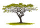 Acacia Tree Wall Decal