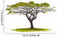 Acacia Tree Wall Decal