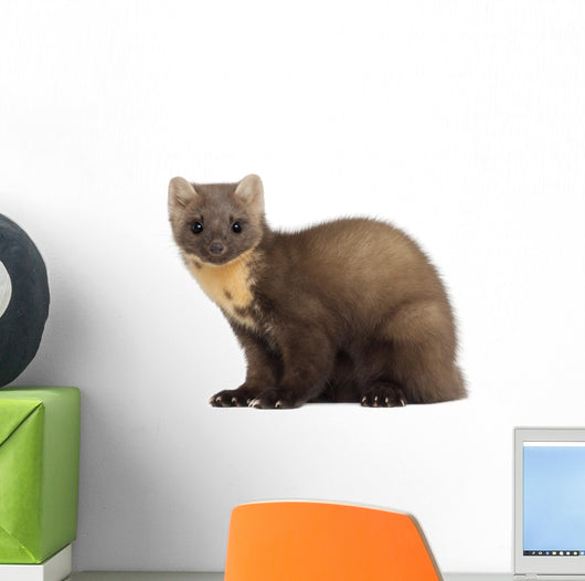 European Pine Marten or Wall Decal