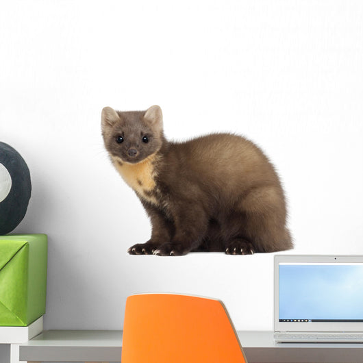 European Pine Marten or Wall Decal