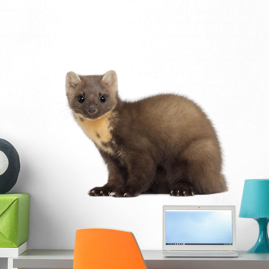European Pine Marten or Wall Decal