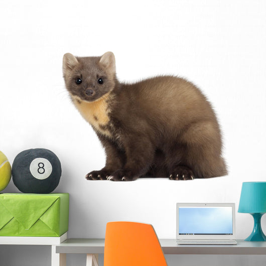 European Pine Marten or Wall Decal