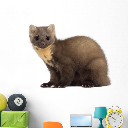European Pine Marten or Wall Decal