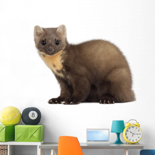 European Pine Marten or Wall Decal