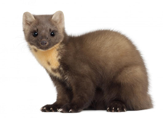 European Pine Marten or Wall Decal