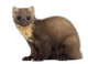 European Pine Marten or Wall Decal