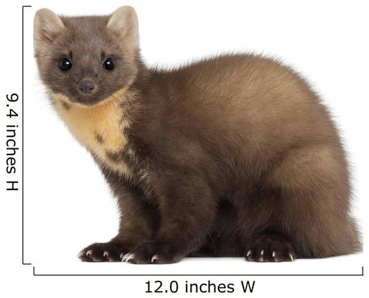 European Pine Marten or Wall Decal