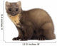 European Pine Marten or Wall Decal
