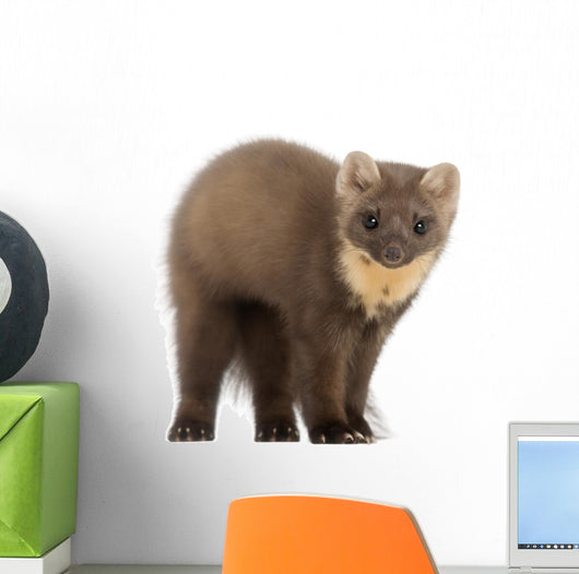 European Pine Marten Wall Decal