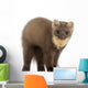 European Pine Marten Wall Decal