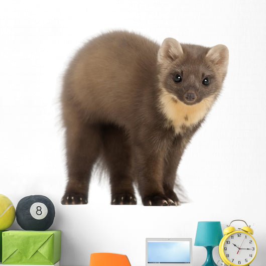 European Pine Marten Wall Decal