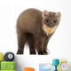 European Pine Marten Wall Decal