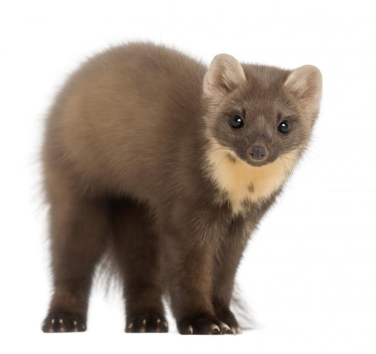 European Pine Marten Wall Decal