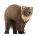 European Pine Marten Wall Decal