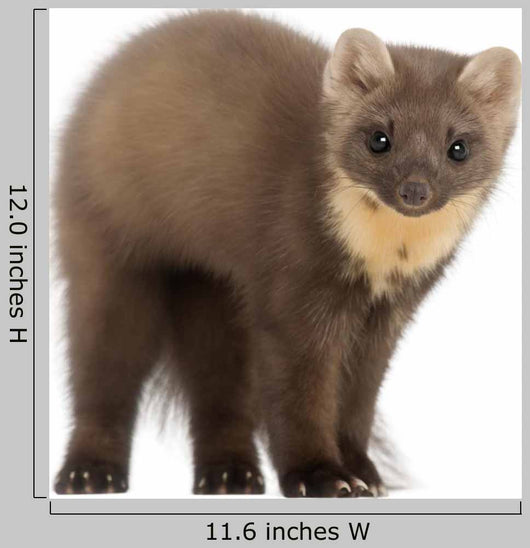 European Pine Marten Wall Decal