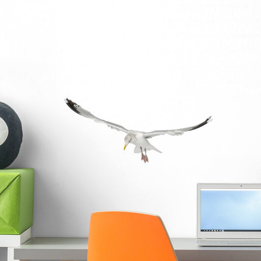 European Herring Gull Looking Down Wall Decal