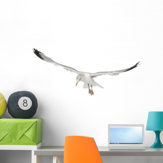 European Herring Gull Looking Down Wall Decal