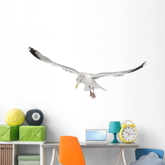 European Herring Gull Looking Down Wall Decal