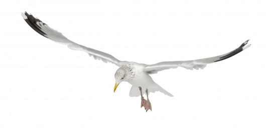European Herring Gull Looking Down Wall Decal