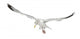European Herring Gull Looking Down Wall Decal