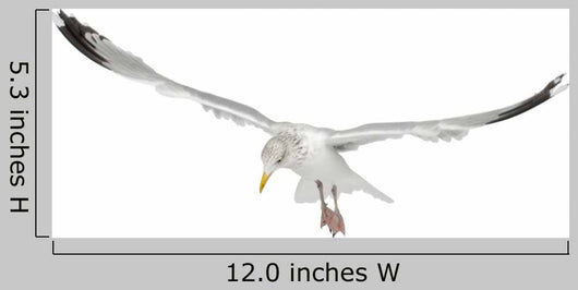 European Herring Gull Looking Down Wall Decal