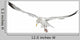 European Herring Gull Looking Down Wall Decal