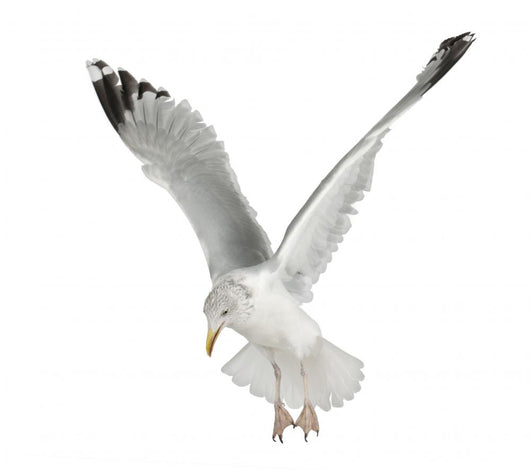 Flapping European Herring Gull Wall Decal