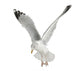 Flapping European Herring Gull Wall Decal
