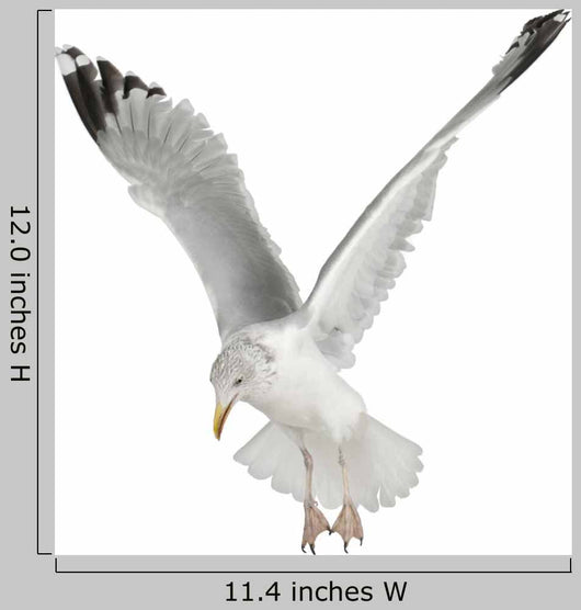 Flapping European Herring Gull Wall Decal