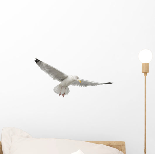 European Herring Gull Underside Wall Decal