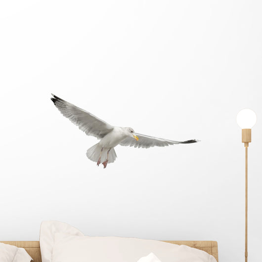 European Herring Gull Underside Wall Decal