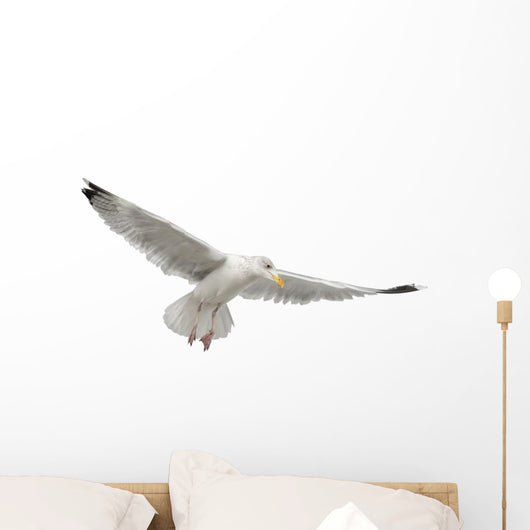 European Herring Gull Underside Wall Decal