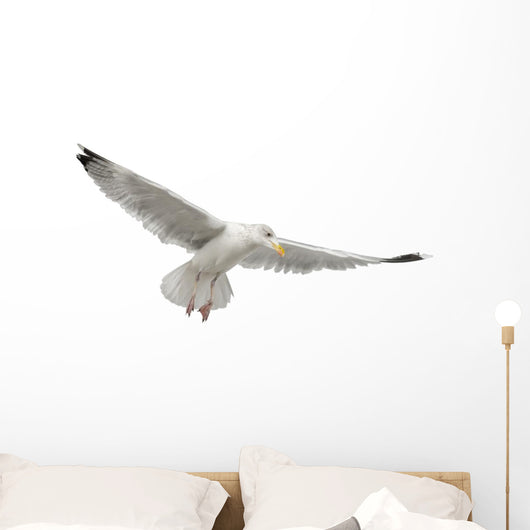 European Herring Gull Underside Wall Decal