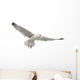 European Herring Gull Underside Wall Decal