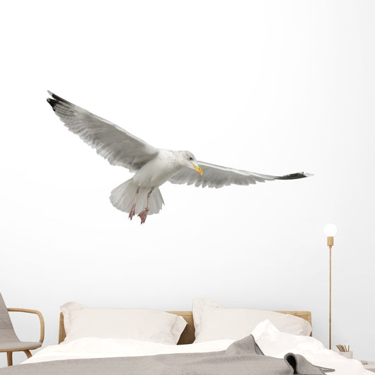 European Herring Gull Underside Wall Decal
