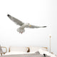 European Herring Gull Underside Wall Decal