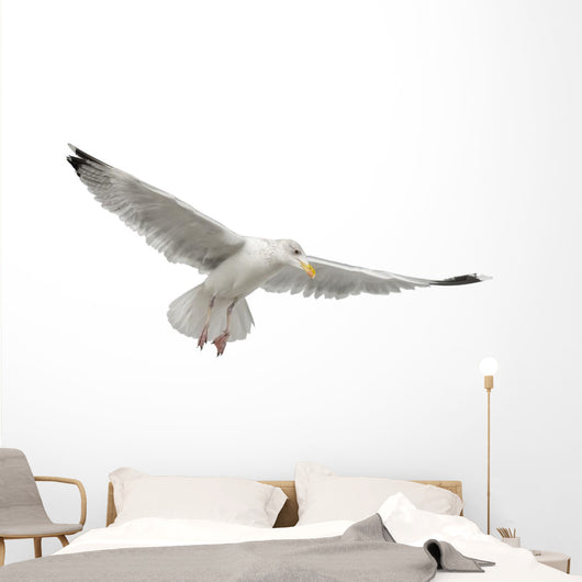 European Herring Gull Underside Wall Decal