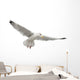 European Herring Gull Underside Wall Decal