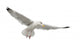 European Herring Gull Underside Wall Decal