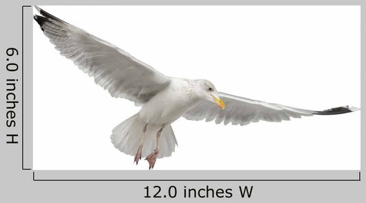 European Herring Gull Underside Wall Decal