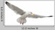 European Herring Gull Underside Wall Decal