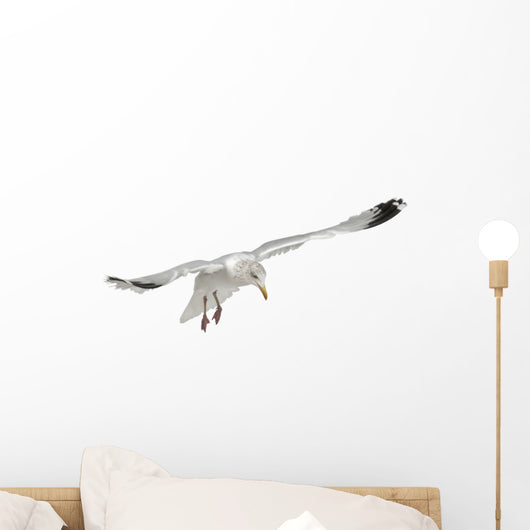 Flying European Herring Gull Wall Decal