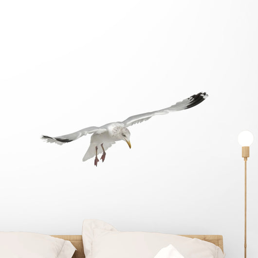 Flying European Herring Gull Wall Decal