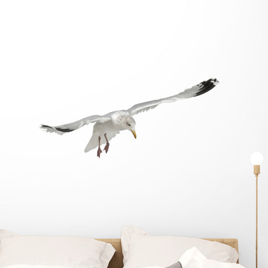 Flying European Herring Gull Wall Decal