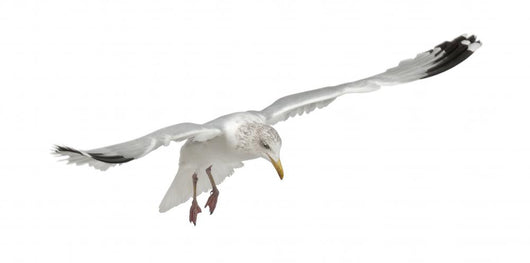 Flying European Herring Gull Wall Decal