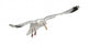 Flying European Herring Gull Wall Decal